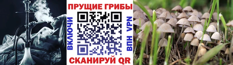Псилоцибиновые грибы Magic Shrooms  магазин продажи   Мантурово 